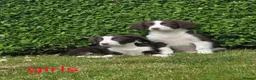 Sprollie dogs for sale: Sprollie  - Advert 9