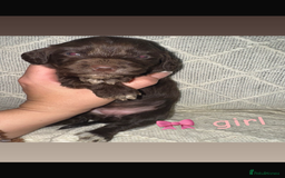 Cocker Spaniel dogs for sale: Cocker spaniels  - Image 18