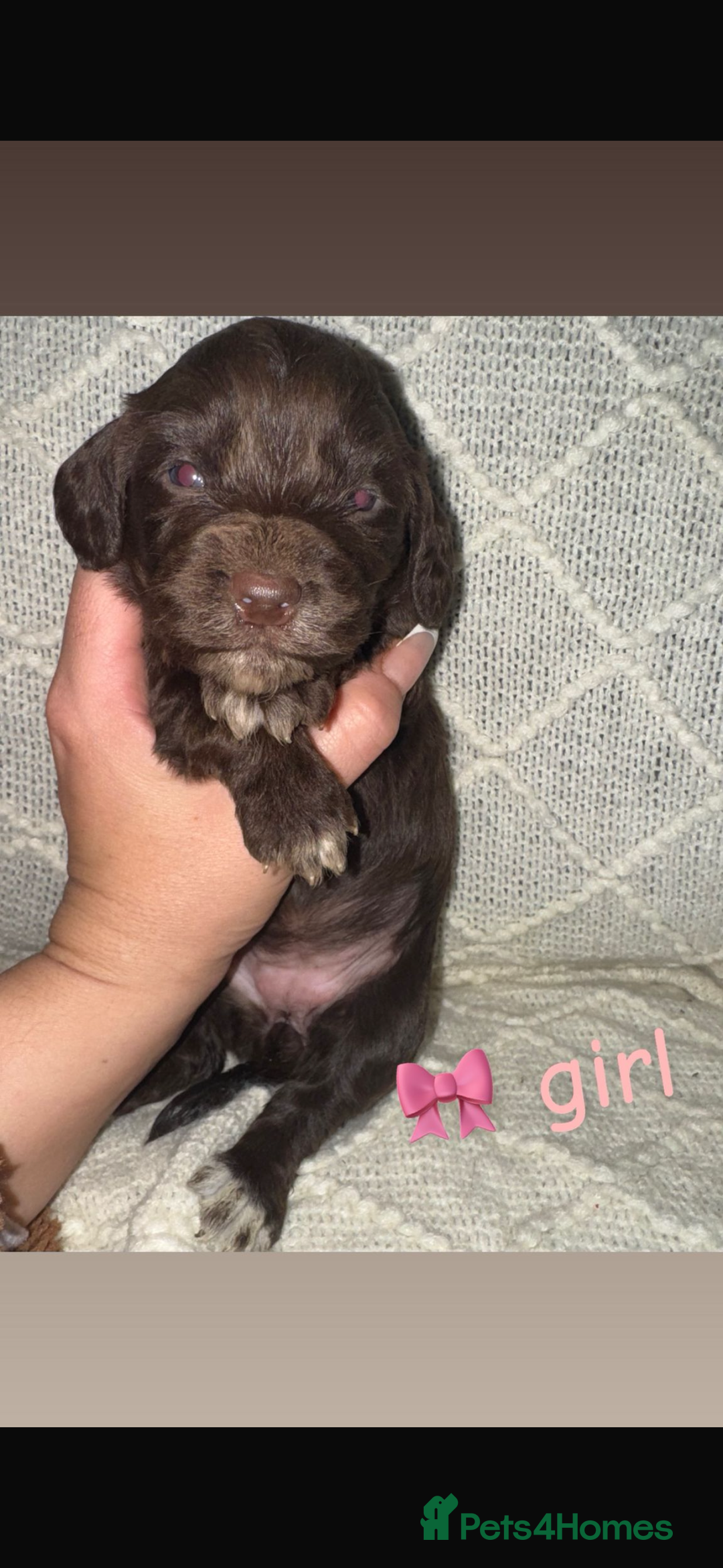 Cocker Spaniel dogs for sale: Cocker spaniels  - Image 18