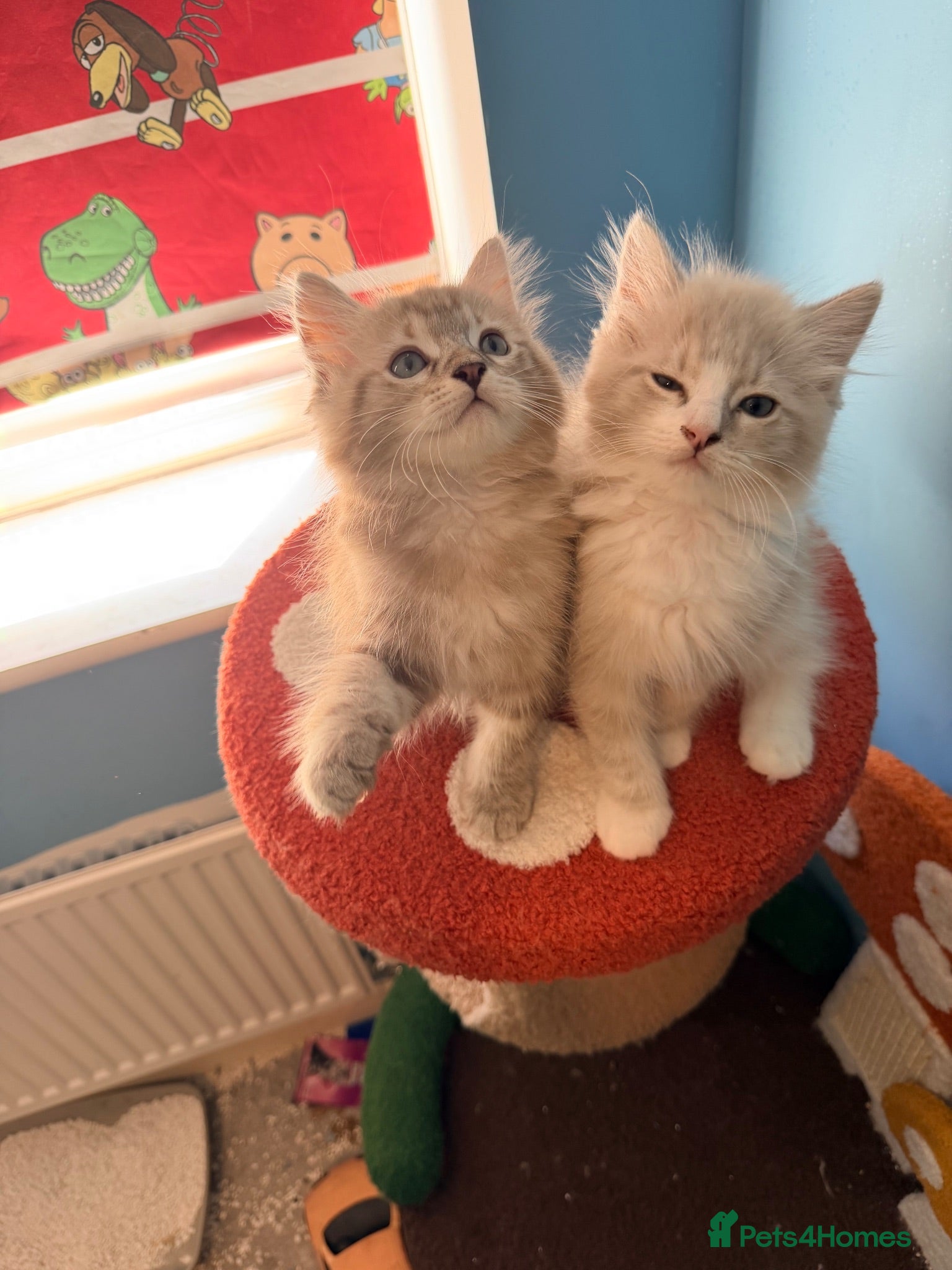Ragdoll cats 3 tica reg ragdolls  - Advert 3
