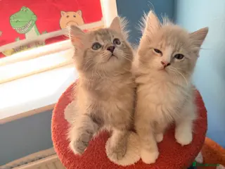Ragdoll cats 3 tica reg ragdolls - Advert 3