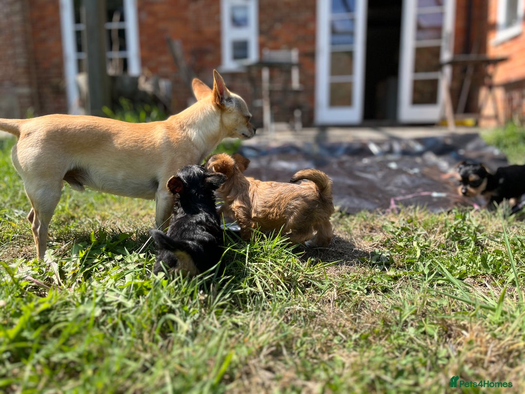 Chorkie dogs for sale: Chorkie puppies  - Image 16