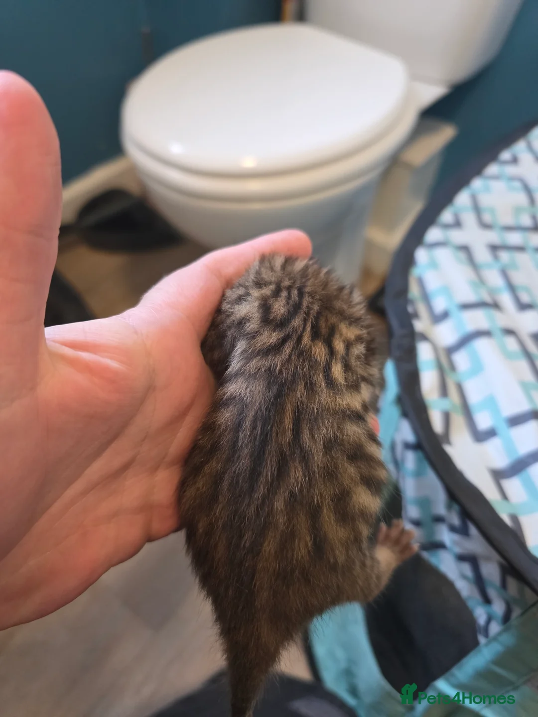 Bengal cats for sale: Quater bengal x mixed - Advert 3