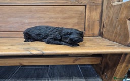 Bernedoodle dogs for sale: F1 Bernedoodle - Image 4