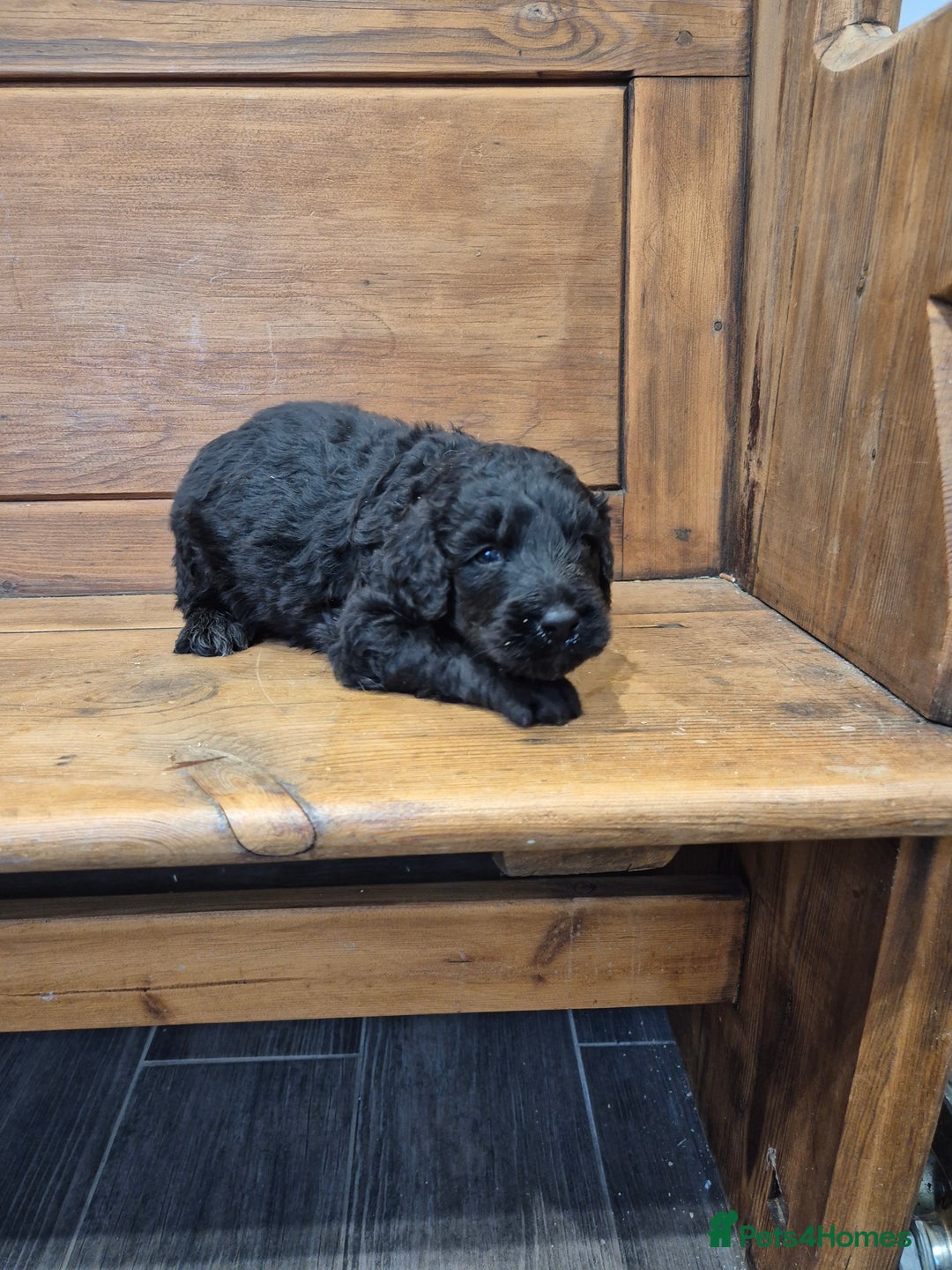 Bernedoodle dogs for sale: F1 Bernedoodle - Image 4