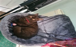 British Shorthair cats for sale: British Short-hair - Image 9