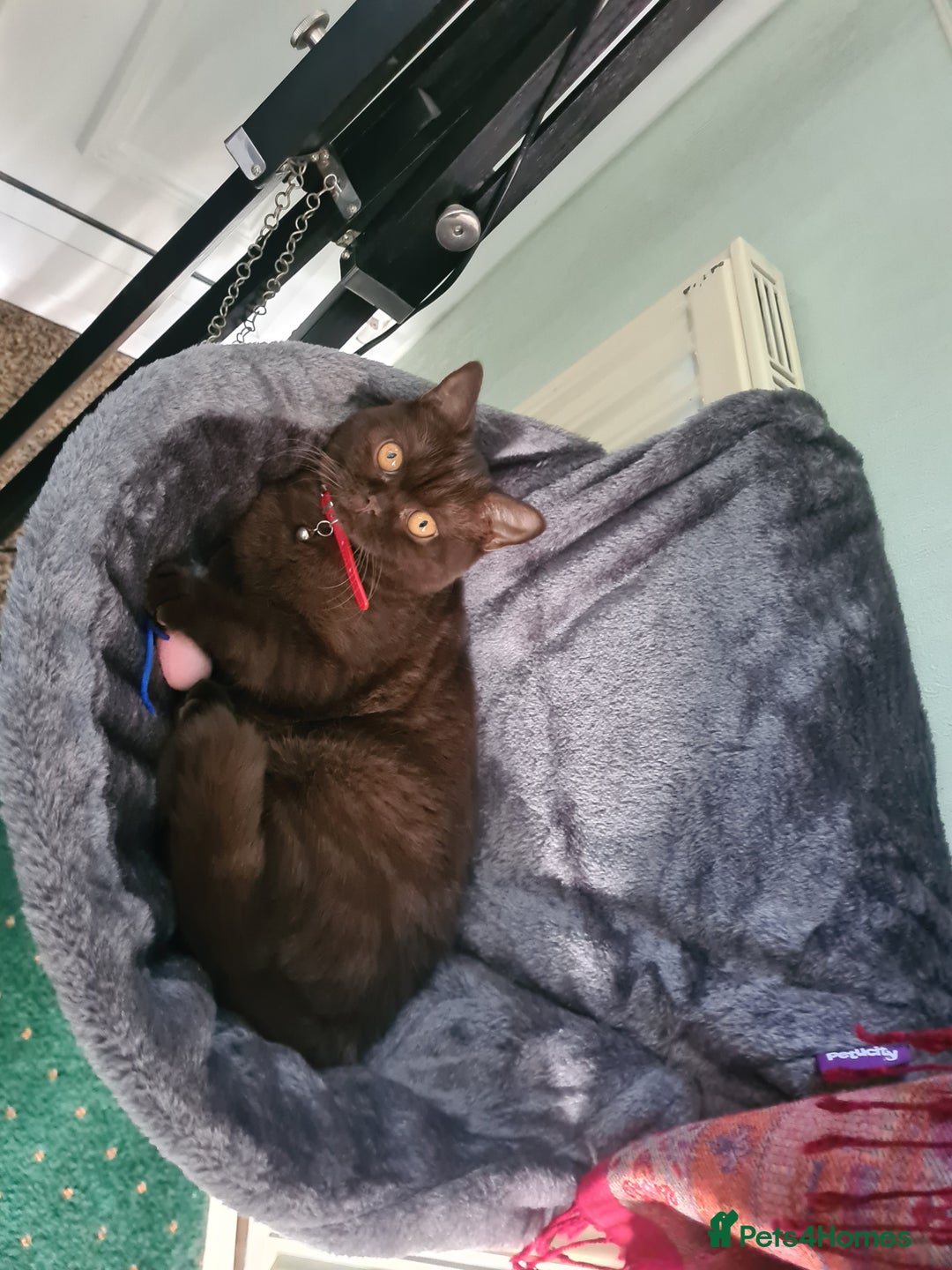 British Shorthair cats for sale: British Short-hair - Image 9