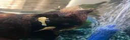Plecos fish for sale: Blue-eye lemon Bristlenose pleco juveniles  - Advert 6