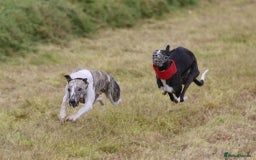 Whippet dogs for stud: Whippet  for stud top quality  - Image 5
