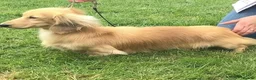 Miniature Dachshund dogs for sale: Champion Lines, Longhaired Miniature dachshunds - Advert 11