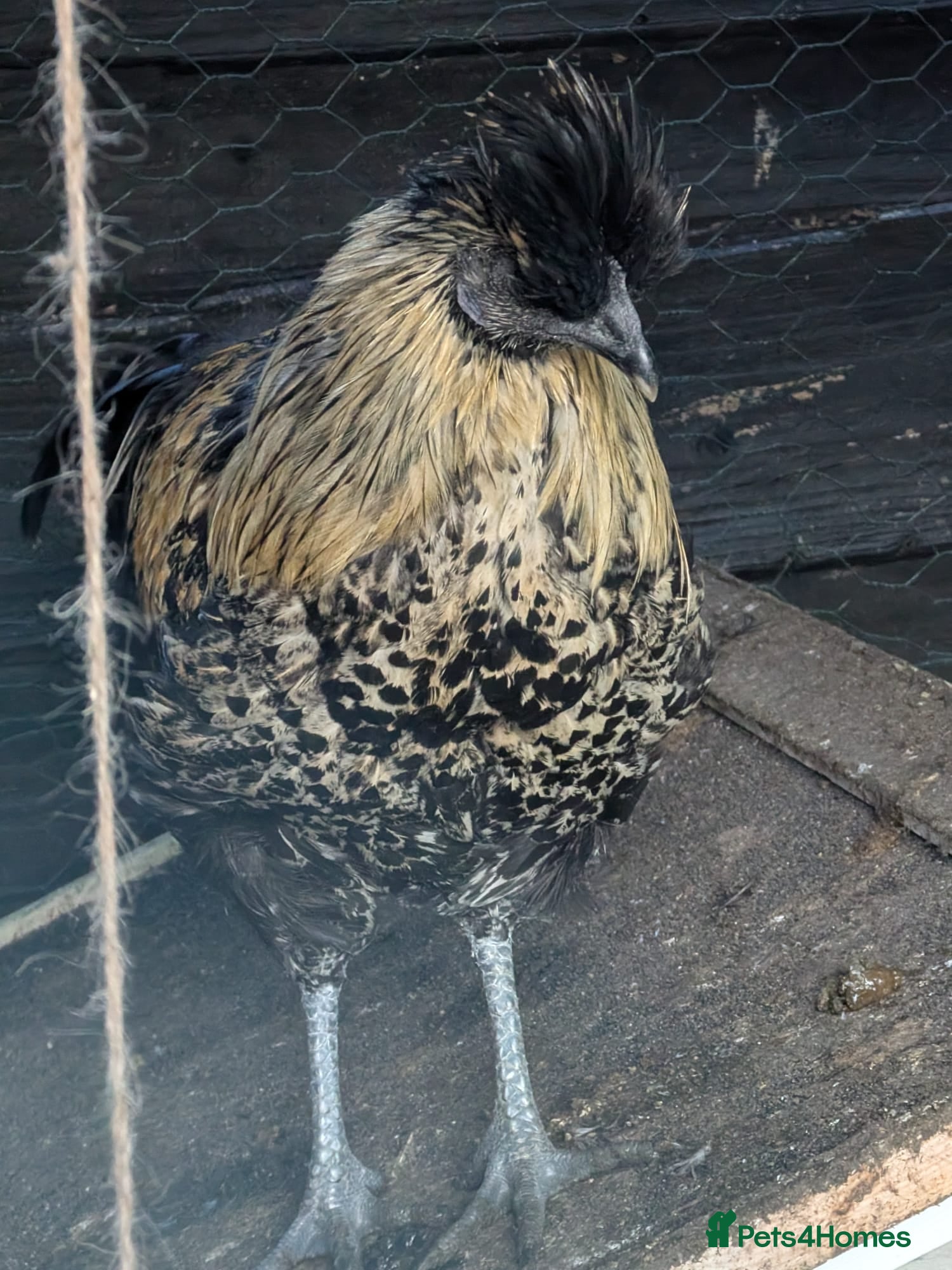 Mixed Breed birds Chickens  - Advert 3