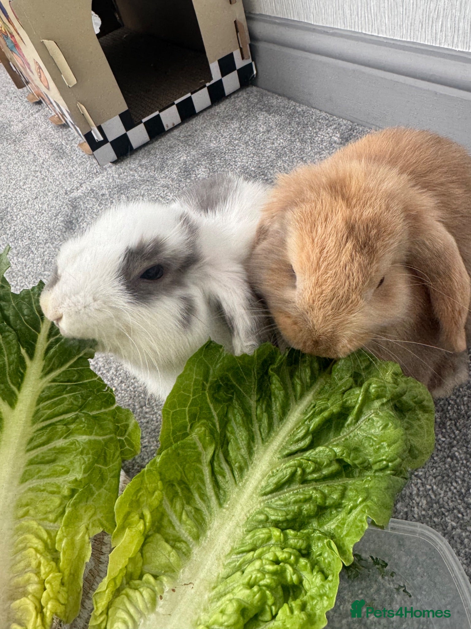 Mini Lop rabbits Boy/Girl Mini Lops - Advert 2
