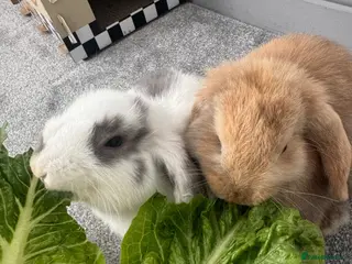 Mini Lop rabbits Boy/Girl Mini Lops - Advert 2