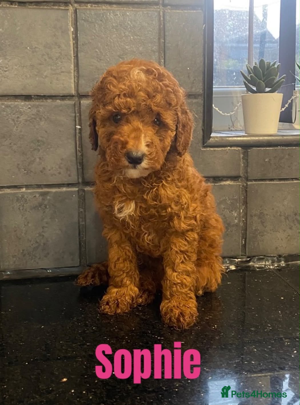 Miniature Poodle dogs Beautiful Miniature Poodle - Advert 4