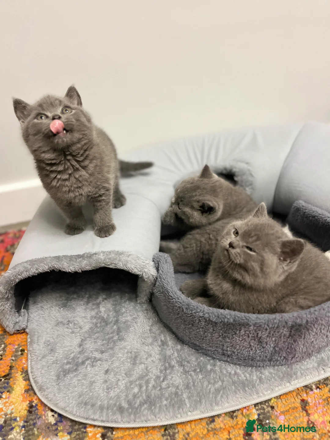British Shorthair cats for sale: British Shorthair Kittens Available - Advert 18