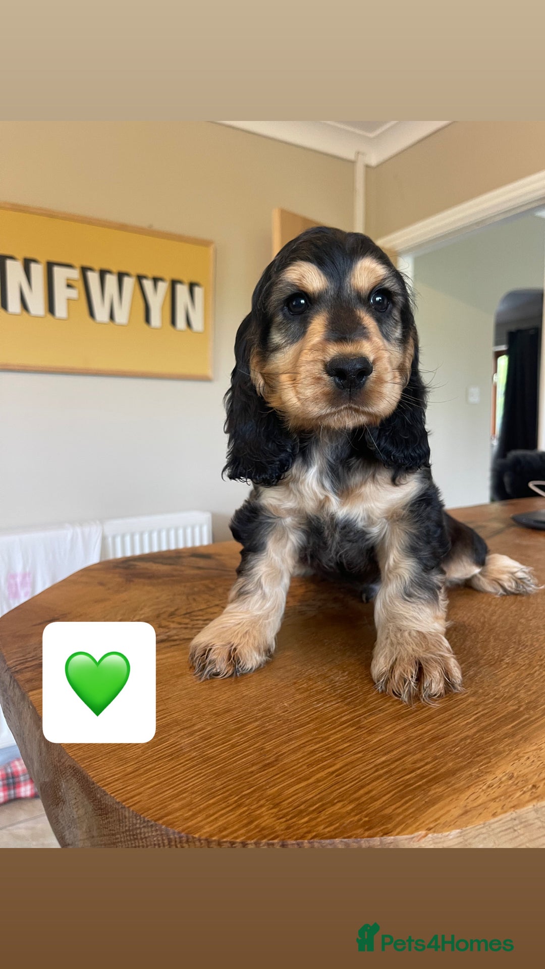 Cocker Spaniel dogs for sale: KC reg & H/Tested Show Cocker Spaniels - Image 6