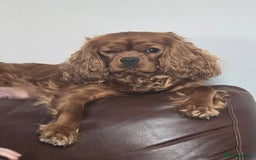 Cavapoo dogs for sale: F1 Cavapoos  - Image 10