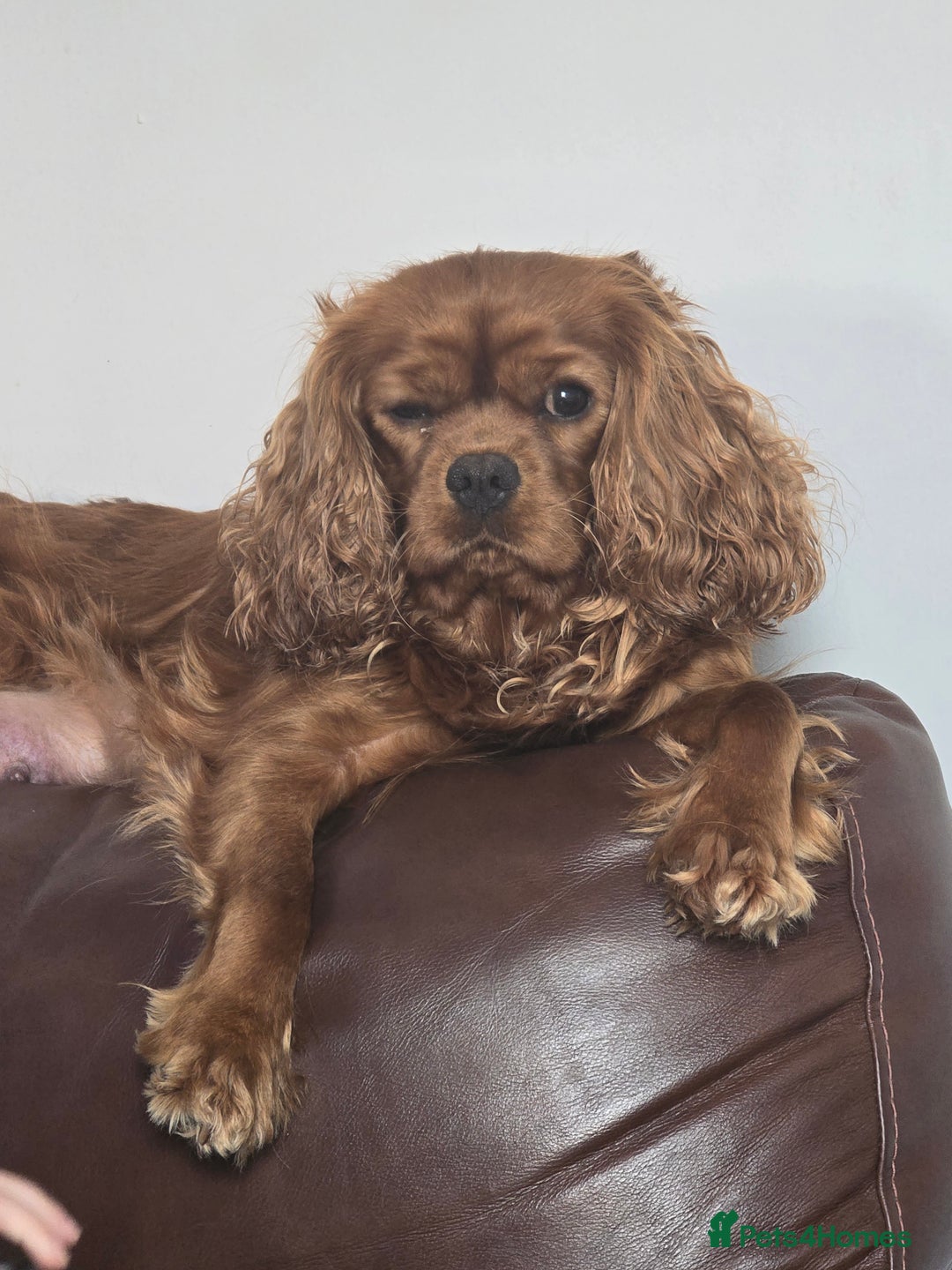 Cavapoo dogs for sale: F1 Cavapoos  - Image 10
