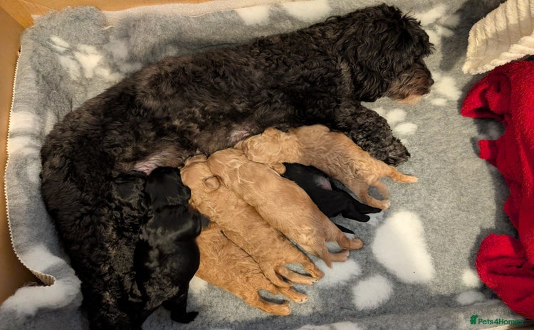 Cockapoo dogs - Advert 1