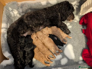 Cockapoo dogs - Advert 14