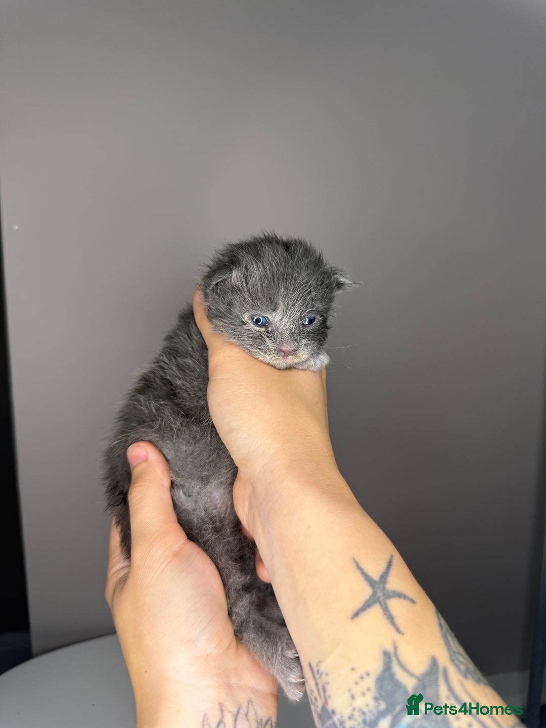 Maine Coon cats for sale: XL maine coon kittens available in Market Rasen - Image 5