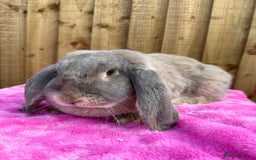 Angora rabbits for sale:  LAST 3! Giant French lop X Angora babies!  in Malmesbury - Image 16