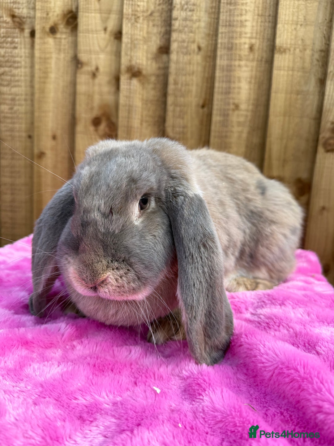 Angora rabbits for sale:  LAST 3! Giant French lop X Angora babies!  in Malmesbury - Image 16
