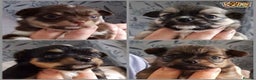 Chihuahua dogs for stud: KC Lilac Tri Long Coat Chihuahua Well Proven Stud in Washington - Advert 7