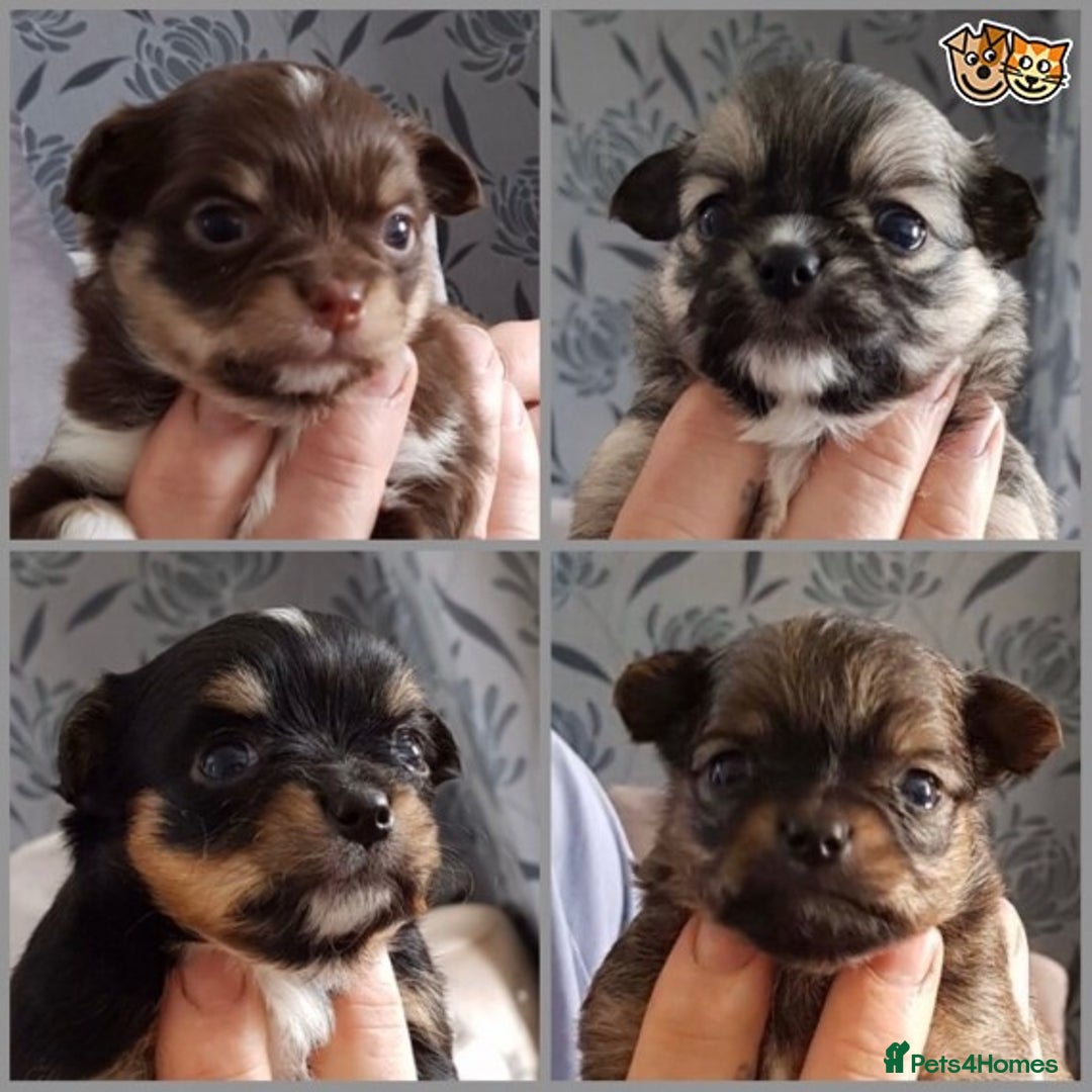 Chihuahua dogs for stud: KC Lilac Tri Long Coat Chihuahua Well Proven Stud in Washington - Advert 7