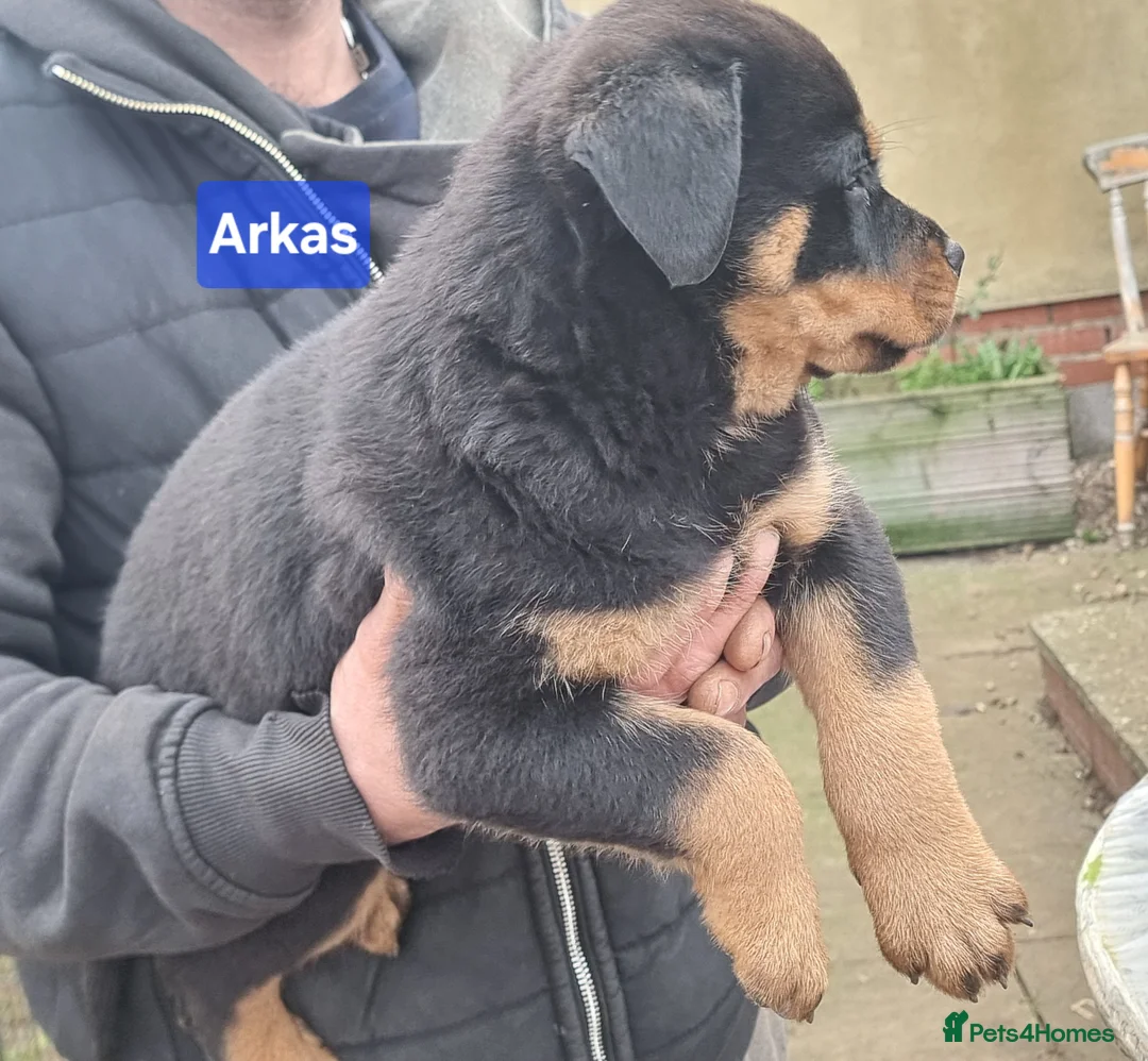 Rottweiler dogs for sale: ONLY 1 BOY LEFT Champion Bloodline KC Rottweilers - Advert 13