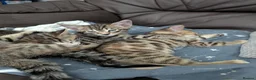 Bengal cats for sale: 😻😻 Beautiful Bengal Cross Kittens For Sale 😻😻 - Advert 16