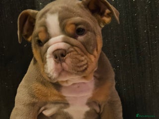 English Bulldog dogs - Advert 1