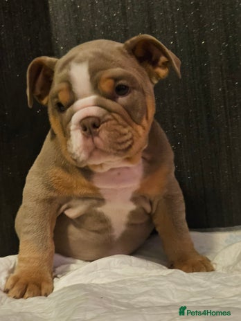 English Bulldog dogs - Advert 1