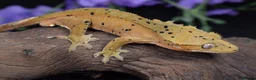 Gecko reptiles for sale: High end crested geckos in Burgess Hill - Advert 6