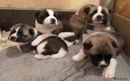 Akita dogs for sale:  Pure Bear-faced American Akita puppies - Image 19