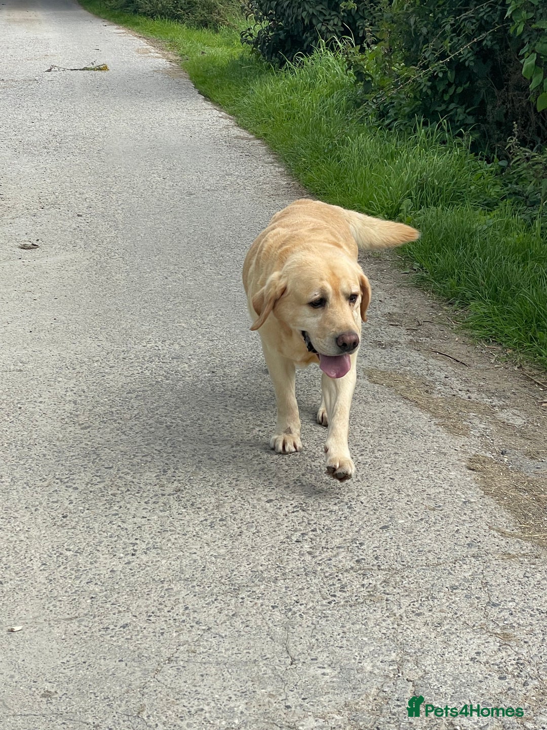 Labrador Retriever dogs for sale: KC *Vet Inspected* Black & Yellow Labrador Pups  - Advert 16
