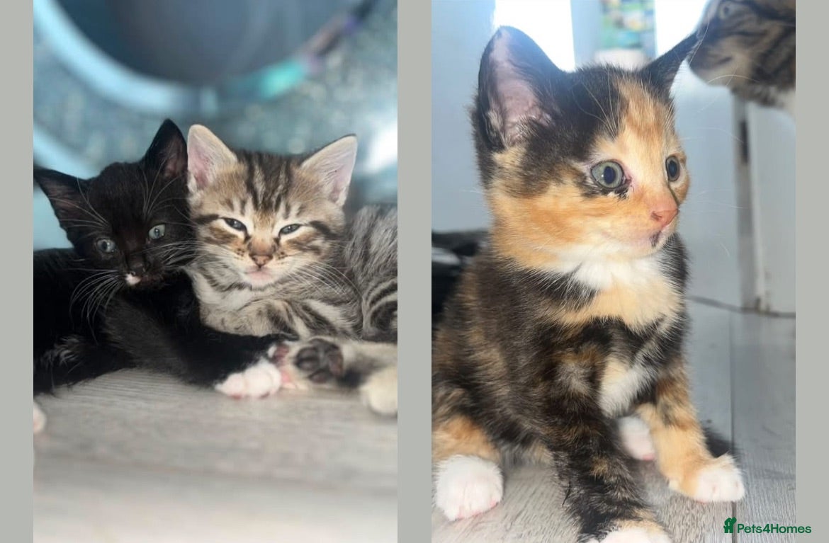 Mixed Breed cats 3 beautiful kittens £80 - Advert 22
