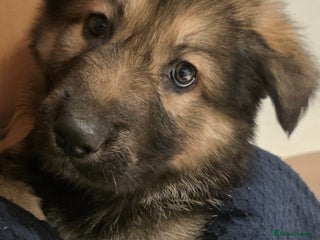 German Shepherd dogs German Shepered Longhaired Girl Large - Advert 15