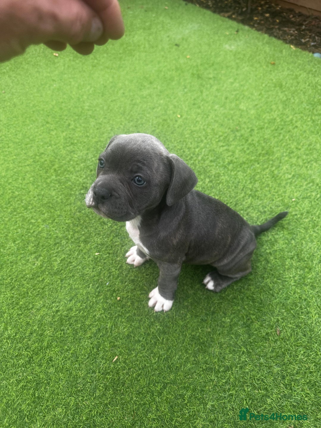 Mixed Breed dogs for sale: Staffordshire bull terrier x French bulldog Merle  - Image 9