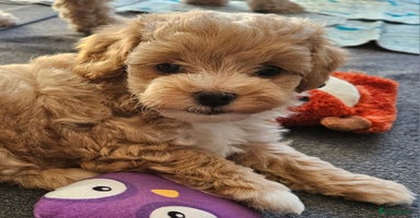 Maltipoo dogs - Advert 11