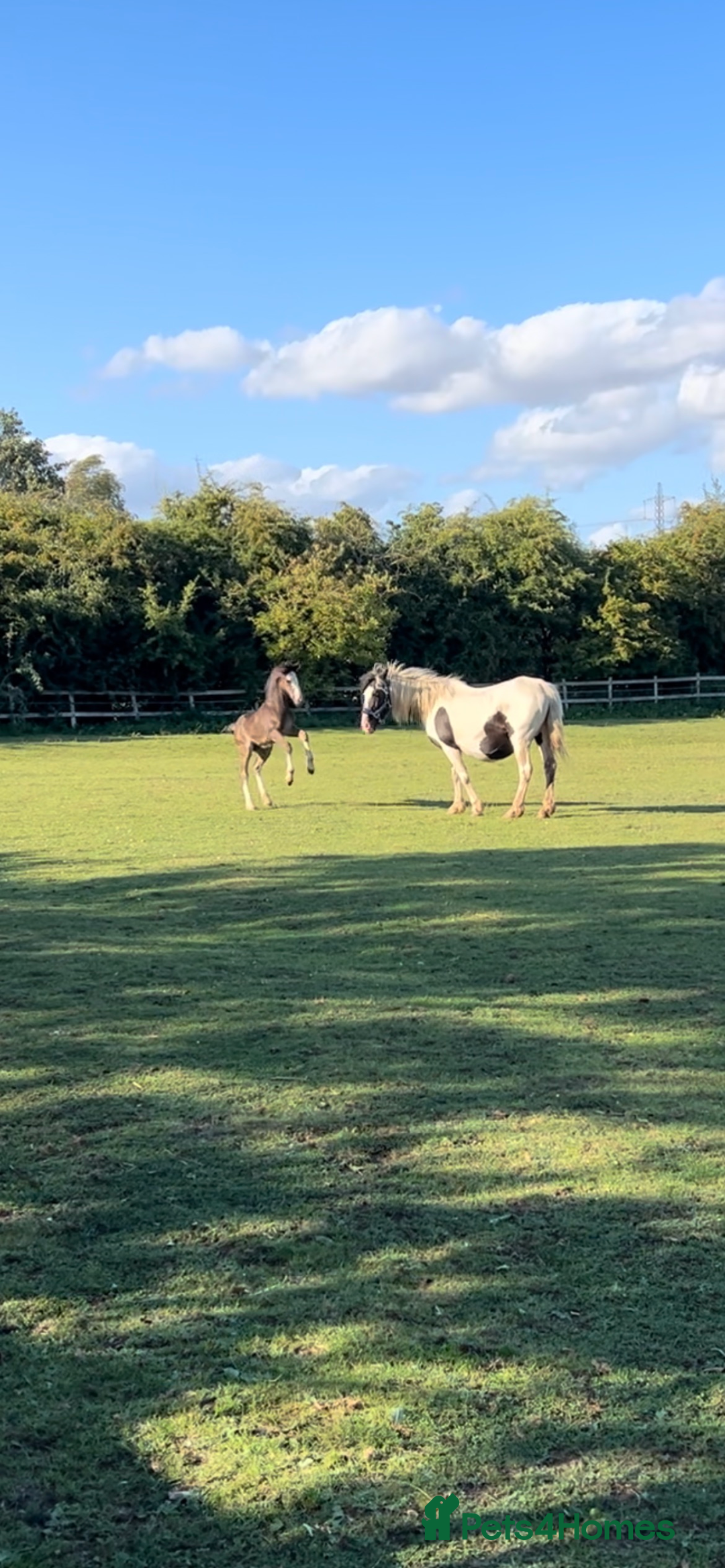 Irish Cob horses for sale: Filly for full loan or sale  - Advert 15