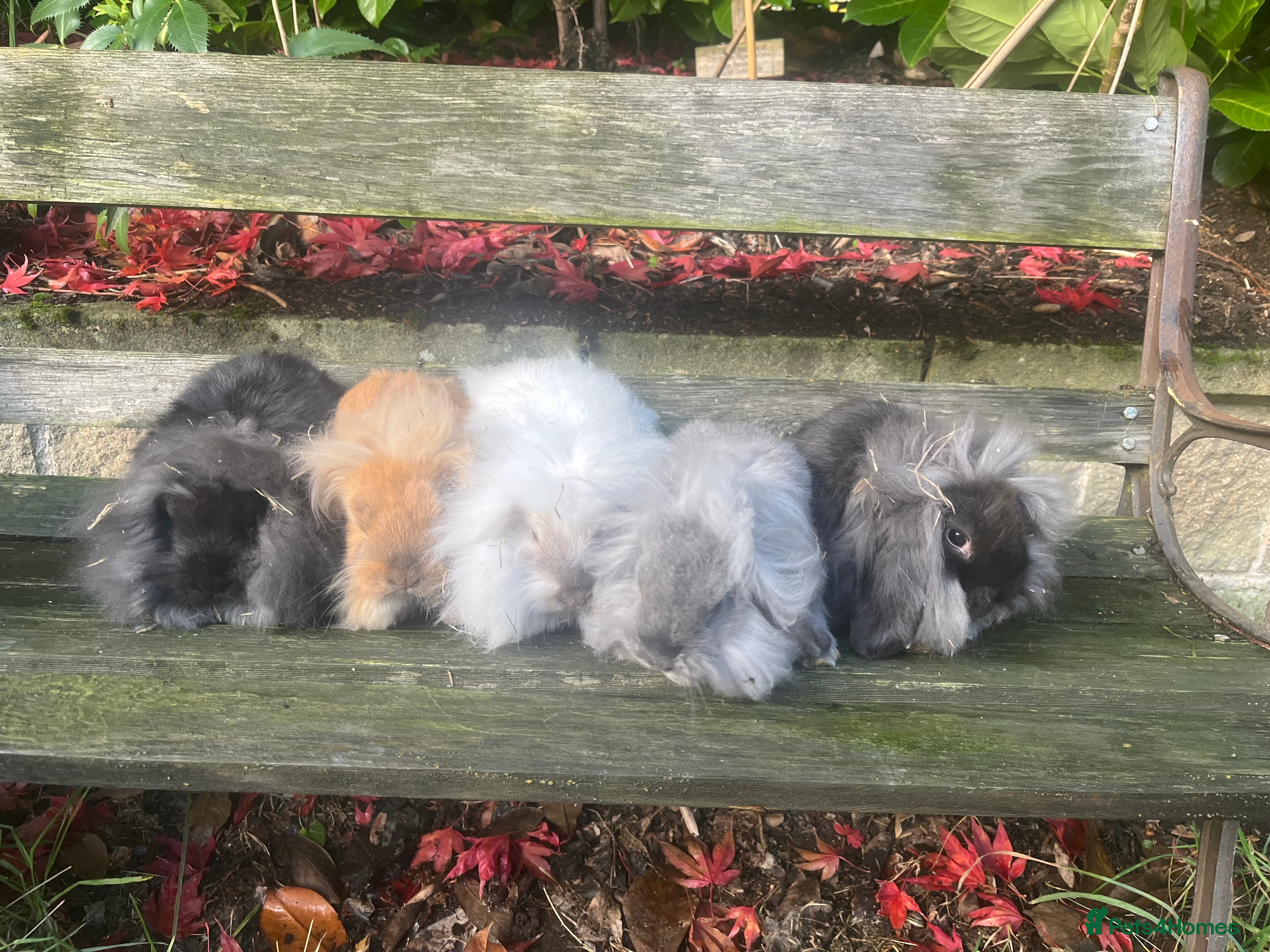 Mini Lion Lop rabbits 4 left mini lion lops READY NOW - Advert 2