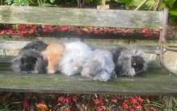 Mini Lion Lop rabbits for sale: Beautiful baby mini lion lops READY NOW - Advert 1