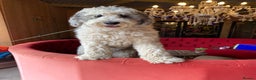 Sheepadoodle dogs for sale: Medium Size Sheepadoodle F1b.  - Advert 18