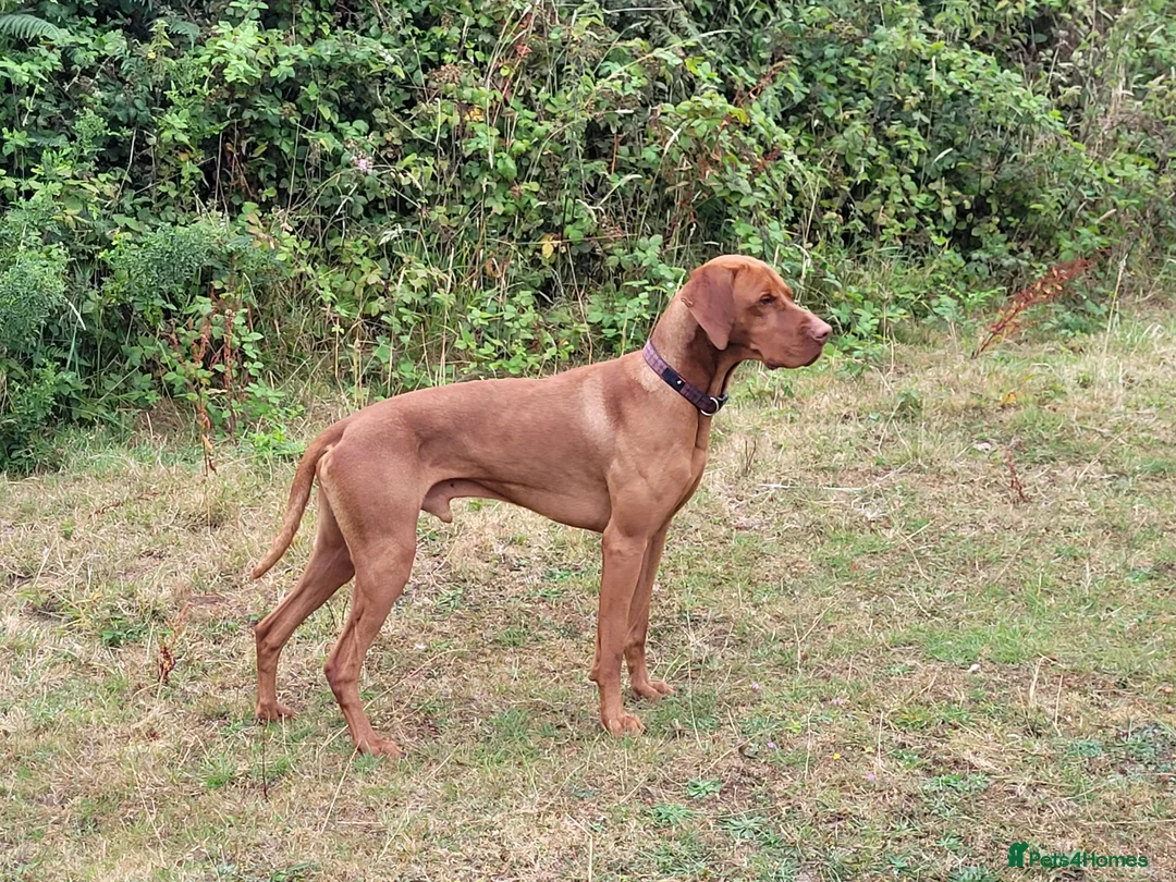 Hungarian Vizsla dogs for stud: Proven Hungarian championship blood line in Llantwit Major - Advert 21