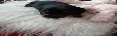Dachshund 3