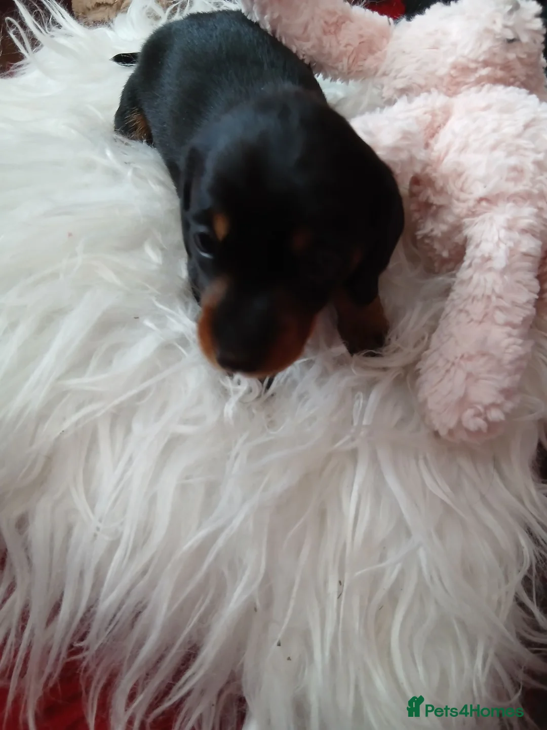Dachshund dogs for sale: Sweet puppys in Taunton - Advert 5