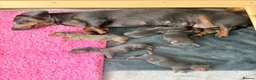 Miniature Dachshund dogs for sale: Beautiful blue/isabelle and tan puppies  - Advert 1