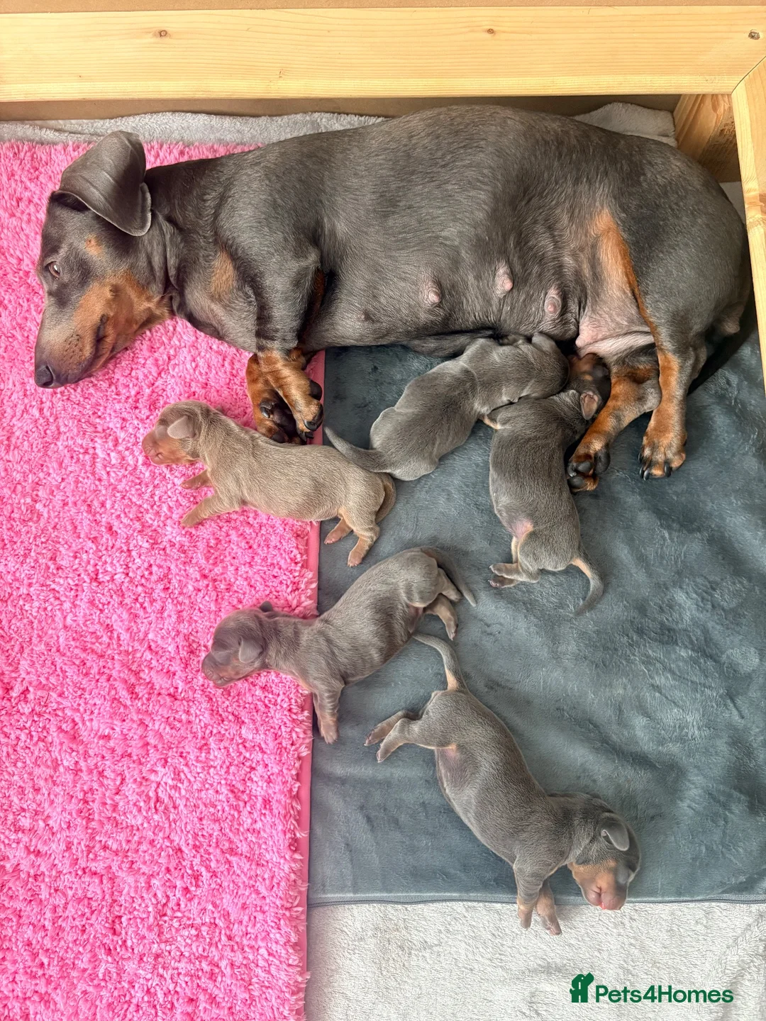 Miniature Dachshund dogs for sale: Beautiful blue/isabelle and tan puppies  - Advert 1