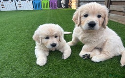 Golden Retriever dogs for sale: Gorgeous Show Type Golden Retrievers - Image 32